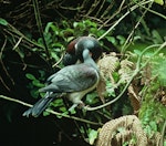 Parea | Chatham Island pigeon. Adult feeding juvenile. Chatham Island, January 1994. Image © Department of Conservation (image ref: 10031543) by Ian Flux, Department of Conservation.