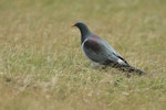 Parea | Chatham Island pigeon. Adult. Tuku Farm, February 2010. Image © David Boyle by David Boyle.