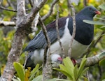 Parea | Chatham Island pigeon. Adult perched in tree. Chatham Island, December 2010. Image © Duncan Watson by Duncan Watson.