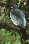 Parea | Chatham Island pigeon. Side view of adult perched in tree. Chatham Island, January 1984. Image © Department of Conservation (image ref: 10034069) by Ian Flux, Department of Conservation.