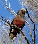 Kākā | Kaka. Adult North Island kaka. Kapiti Island, May 2008. Image © Duncan Watson by Duncan Watson.