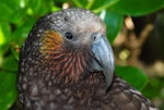 Kākā | Kaka. Close view of North Island kaka. Kapiti Island, November 2006. Image © Peter Reese by Peter Reese.