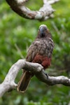 Kākā | Kaka. Adult North Island kaka. Wellington, March 2016. Image © Arindam Bhattacharya by Arindam Bhattacharya.