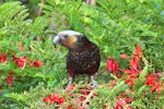 Kākā | Kaka. Adult South Island kaka in kakabeak. Stewart Island, October 2009. Image © Cheryl Marriner by Cheryl Marriner.