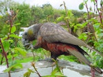 Kākā | Kaka. South Island kaka. Stewart Island, November 2006. Image © James Mortimer by James Mortimer.