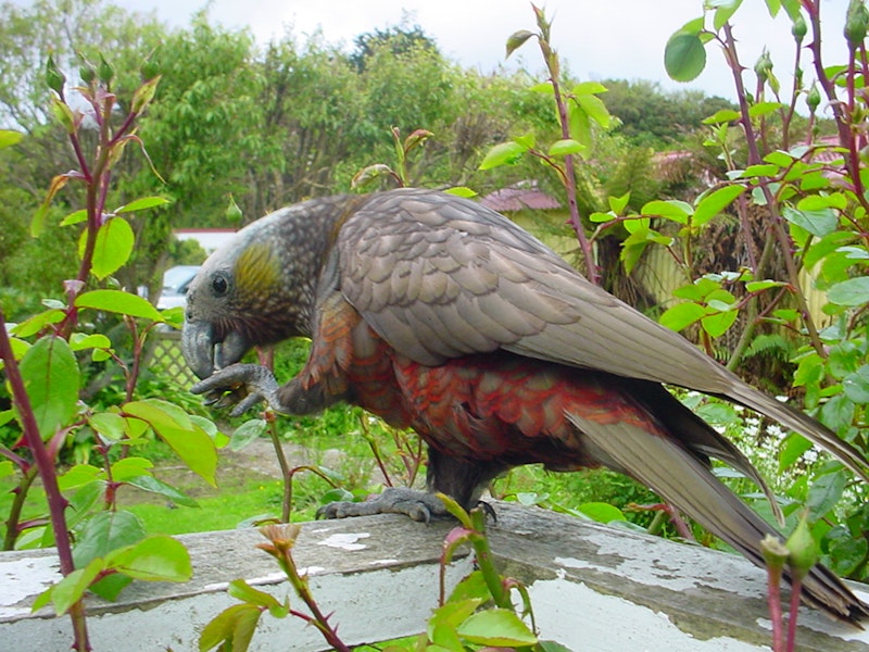 Kākā | Kaka. South Island kaka. Stewart Island, November 2006. Image © James Mortimer by James Mortimer.