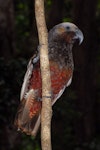 Kākā | Kaka. Adult North Island kaka showing undertail. Kapiti Island, February 2007. Image © Peter Reese by Peter Reese.