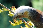 Kākā | Kaka. Female South Island kaka feeding on flax nectar. Half Moon Bay, Stewart Island, February 2012. Image © Peter Tait by Peter Tait.