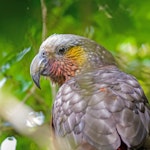 Kākā | Kaka. Adult. Dunedin, February 2018. Image © Mark Lethlean by Mark Lethlean.