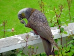 Kākā | Kaka. South Island kaka holding food in foot. Stewart Island, November 2006. Image © James Mortimer by James Mortimer.