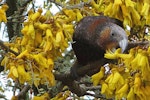 Kākā | Kaka. North Island kaka feeding on kowhai. Kelburn, Wellington, August 2013. Image © David Brooks by David Brooks.