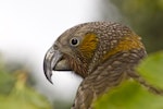 Kākā | Kaka. North Island kaka head in profile. Rangitoto Island, January 2009. Image © Art Polkanov by Art Polkanov.