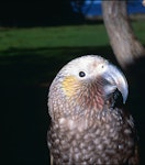 Kākā | Kaka. Adult male North Island kaka. Little Barrier Island, January 1992. Image © Terry Greene by Terry Greene.