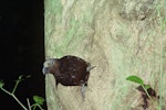 Kākā | Kaka. Adult female North Island kaka leaving nest hole in puriri. Taranga / Hen Island, November 1978. Image © Department of Conservation (image ref: 10027987) by Dick Veitch, Department of Conservation.