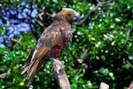 Kākā | Kaka. Adult North Island kaka. Kapiti Island, February 1998. Image © Albert Aanensen by Albert Aanensen.