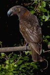 Kākā | Kaka. Adult. Karori Sanctuary / Zealandia, April 2018. Image © Paul Le Roy by Paul Le Roy.