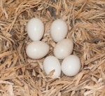 Kākā | Kaka. Six North Island kaka eggs in nest. Karori Sanctuary / Zealandia, Wellington, November 2010. Image © Judi Lapsley Miller by Judi Lapsley Miller.