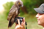 Kākā | Kaka. Subadult North Island kaka. Little Barrier Island, March 2009. Image © Art Polkanov by Art Polkanov.