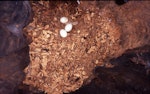 Kākā | Kaka. Clutch of North Island kaka eggs. Waipapa, Pureora Forest Park, January 1999. Image © Terry Greene by Terry Greene.