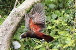 Kākā | Kaka. North Island kaka taking flight. Karori Sanctuary / Zealandia, November 2013. Image © David Brooks by David Brooks.