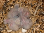 Kākā | Kaka. Four North Island kaka chicks 9-11-days-old. Karori Sanctuary / Zealandia, Wellington, September 2010. Image © Judi Lapsley Miller by Judi Lapsley Miller.