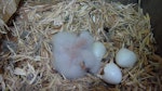 Kākā | Kaka. Three North Island kaka chicks approximately 1 to 3 days old, and one unhatched egg. Karori Sanctuary / Zealandia, Wellington, December 2010. Image © Judi Lapsley Miller by Judi Lapsley Miller.