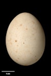 Kākā | Kaka. South Island kaka egg 43.1 x 31.8 mm (NMNZ OR.007246, collected by 'Burton'). Milford Sound, March 1881. Image © Te Papa by Jean-Claude Stahl.