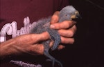 Kākā | Kaka. North Island kaka chick (approx. 2 weeks). Little Barrier Island, January 1987. Image © Terry Greene by Terry Greene.