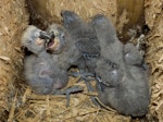 Kākā | Kaka. Four North Island kaka chicks approximately 3 weeks old. Karori Sanctuary / Zealandia, Wellington, November 2011. Image © Judi Lapsley Miller by Judi Lapsley Miller.