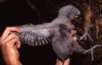 Kākā | Kaka. North Island kaka chick. Little Barrier Island, January 1987. Image © Terry Greene by Terry Greene.