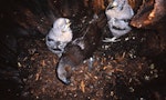 Kākā | Kaka. Female North Island kaka and chicks in nest. Waipapa, Pureora Forest Park, January 1999. Image © Terry Greene by Terry Greene.