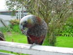 Kākā | Kaka. South Island kaka with food in foot. Stewart Island, November 2006. Image © James Mortimer by James Mortimer.