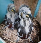 Kākā | Kaka. Three North Island kaka chicks approximately 5 weeks old. Karori Sanctuary / Zealandia, Wellington, November 2010. Image © Judi Lapsley Miller by Judi Lapsley Miller.