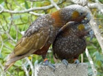 Kākā | Kaka. North Island kaka one year old sub-adult siblings allopreening (male on left). Te Aro, Wellington, October 2011. Image © Judi Lapsley Miller by Judi Lapsley Miller.