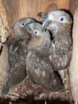 Kākā | Kaka. Four North Island kaka chicks at 7-weeks-old. Karori Sanctuary / Zealandia, Wellington, December 2011. Image © Judi Lapsley Miller by Judi Lapsley Miller.