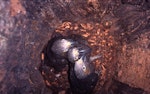 Kākā | Kaka. North Island Kaka nestlings just prior to fledging. Waipapa, Pureora Forest Park, January 1999. Image © Terry Greene by Terry Greene.