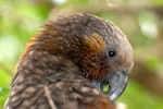 Kākā | Kaka. Adult North Island kaka preening. Kapiti Island, February 2007. Image © Peter Reese by Peter Reese.