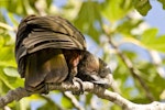 Kākā | Kaka. Adult North Island kaka cleaning its beak. Little Barrier Island, March 2009. Image © Art Polkanov by Art Polkanov.