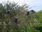 Kākā | Kaka. South Island kaka group feeding in tree. Stewart Island, November 2006. Image © James Mortimer by James Mortimer.