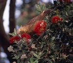 Kākā | Kaka. Adult North Island kaka feeding on pohutukawa flowers. Little Barrier Island, January 1987. Image © Terry Greene by Terry Greene.