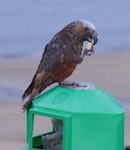 Kākā | Kaka. Adult South Island kaka scavenging in rubbish bin. Oban, Stewart Island, March 2023. Image © Glenn Pure by Glenn Pure.