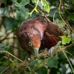 Kākā | Kaka. Adult female North Island kākā - kākā kura (red colour morph). Karori Sanctuary / Zealandia, February 2017. Image © Judi Lapsley Miller by Judi Lapsley Miller.