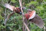 Kākā | Kaka. Two juvenile North Island kaka playing. Karori Sanctuary / Zealandia, March 2014. Image © David Brooks by David Brooks.