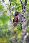 Kākā | Kaka. Adult South Island kaka preening. Stewart Island, April 2012. Image © Jenny Atkins by Jenny Atkins.