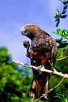 Kākā | Kaka. North Island kaka standing on one leg while eating. Kapiti Island, February 1998. Image © Albert Aanensen by Albert Aanensen.