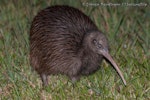 North Island brown kiwi | Kiwi-nui. Adult. Hauturu / Little Barrier Island, January 2009. Image © Simon Fordham by Simon Fordham.