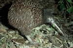 North Island brown kiwi | Kiwi-nui. Adult. Rotorua, March 1982. Image © Department of Conservation ( image ref: 10034119 ) by Rod Morris, Department of Conservation.