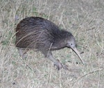 North Island brown kiwi | Kiwi-nui. Adult foraging in pasture at night. Hauraki Gulf island, February 2013. Image © Colin Miskelly by Colin Miskelly.