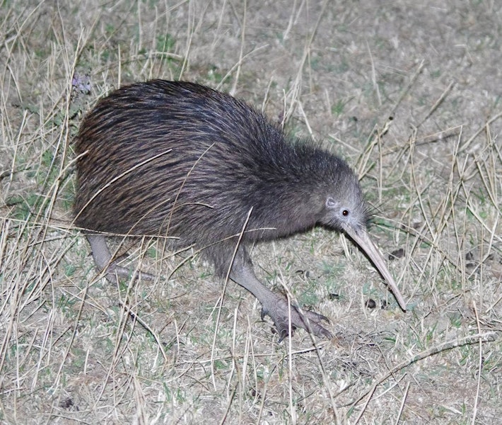 North Island brown kiwi | Kiwi-nui. Adult foraging in pasture at night. Hauraki Gulf island, February 2013. Image © Colin Miskelly by Colin Miskelly.