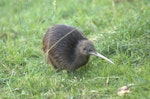 North Island brown kiwi | Kiwi-nui. Adult in daylight. Little Barrier Island, April 2010. Image © Corey Mosen by Corey Mosen.